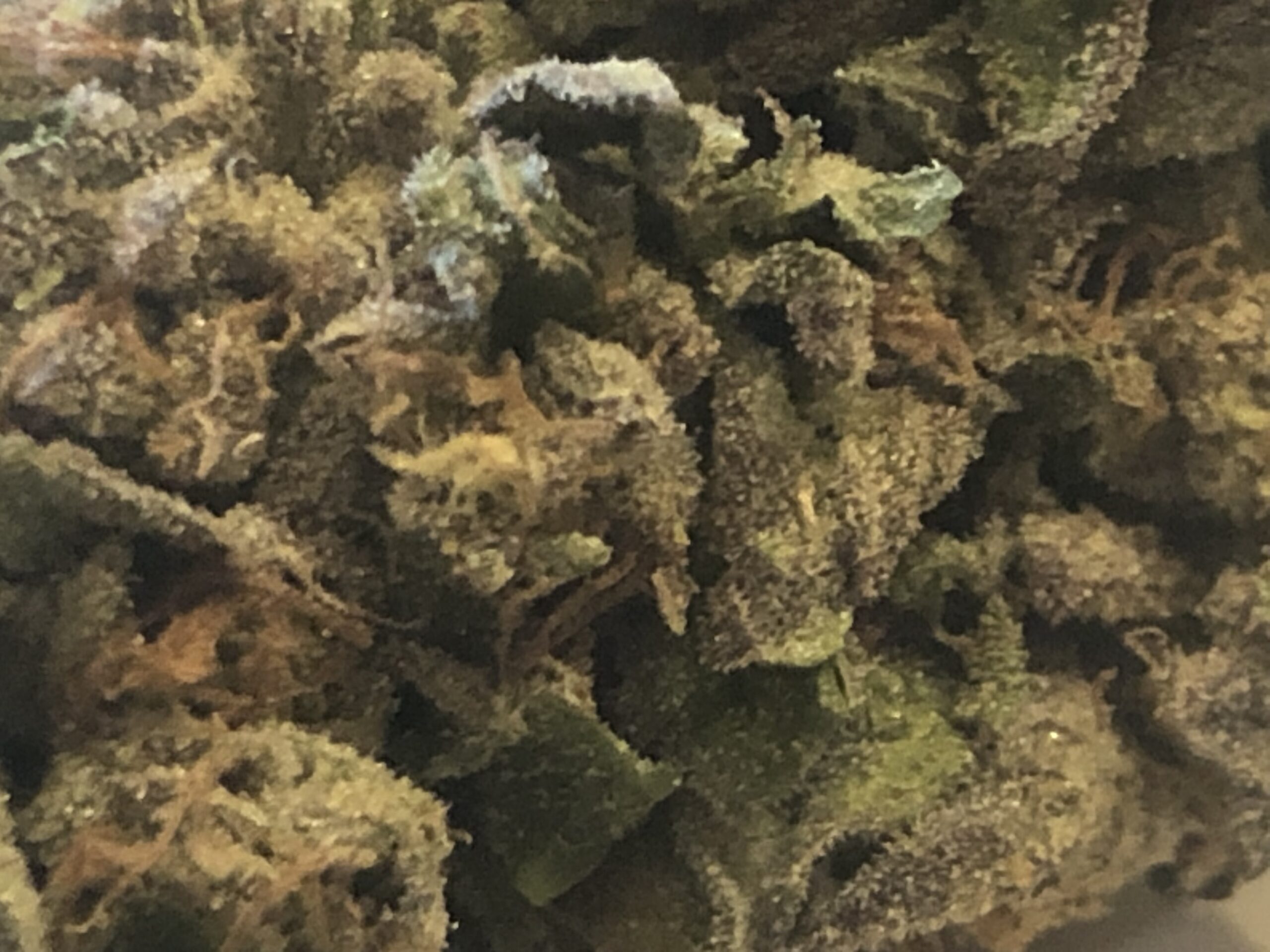 Jealousy Kush by Patton Farms Trinity Growers Co.