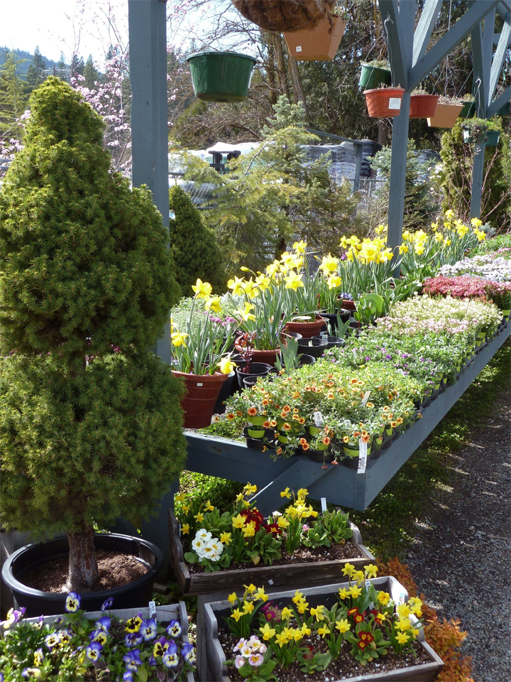 Plant Photos and More A Pictorial View of Trinity Nursery Trinity