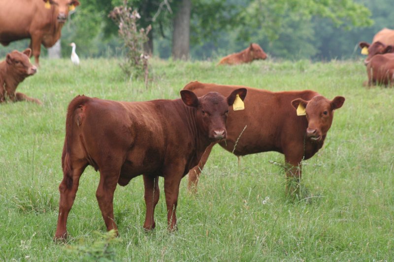 Commercial Cattle Photo Gallery