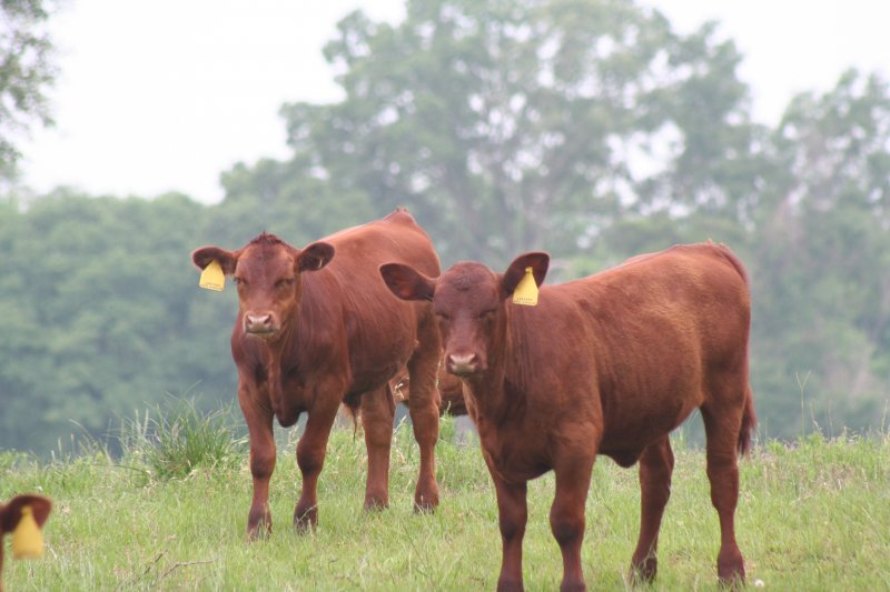 Commercial Cattle Photo Gallery