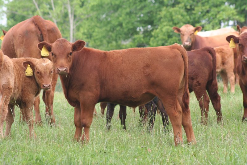 Commercial Cattle Photo Gallery