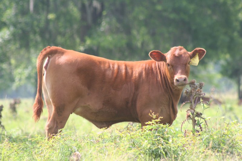 TR Registered Red Angus