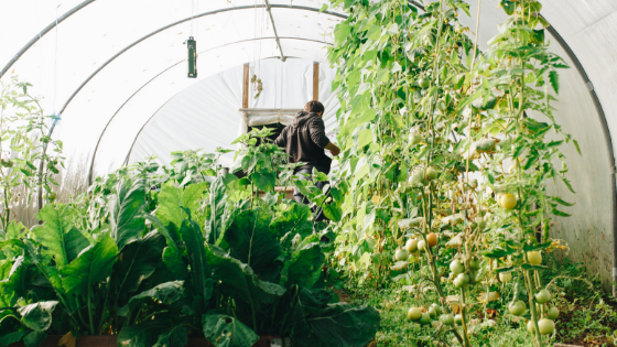 15 Plants for Terrace Gardening in India {Rooftop Farming}