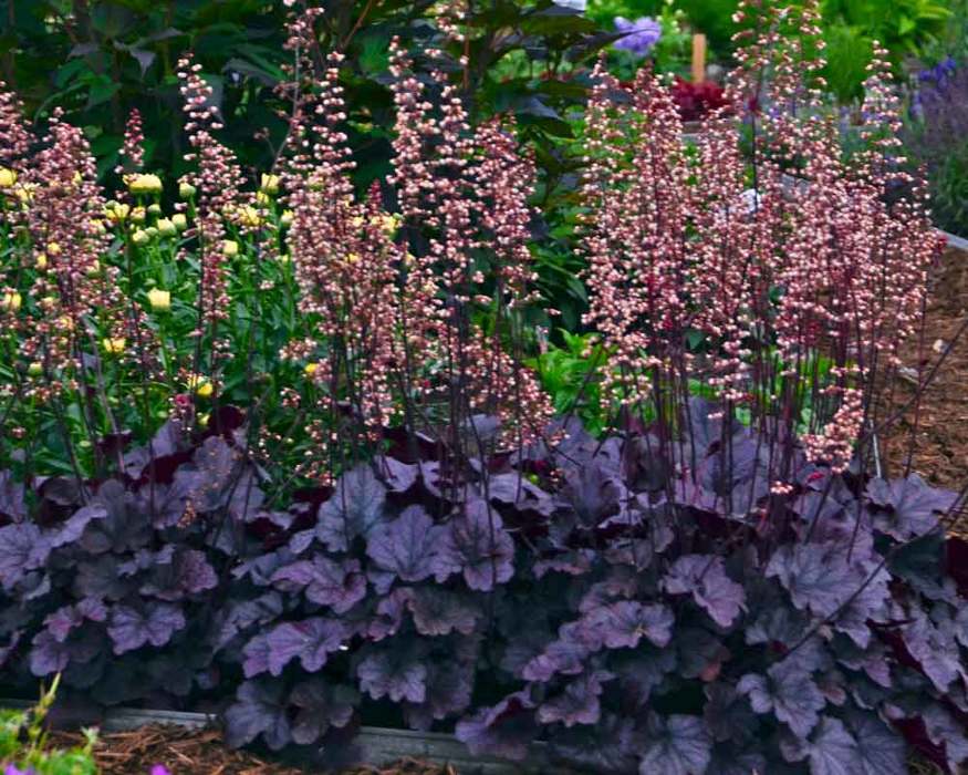 Shade Loving Plant for your Garden