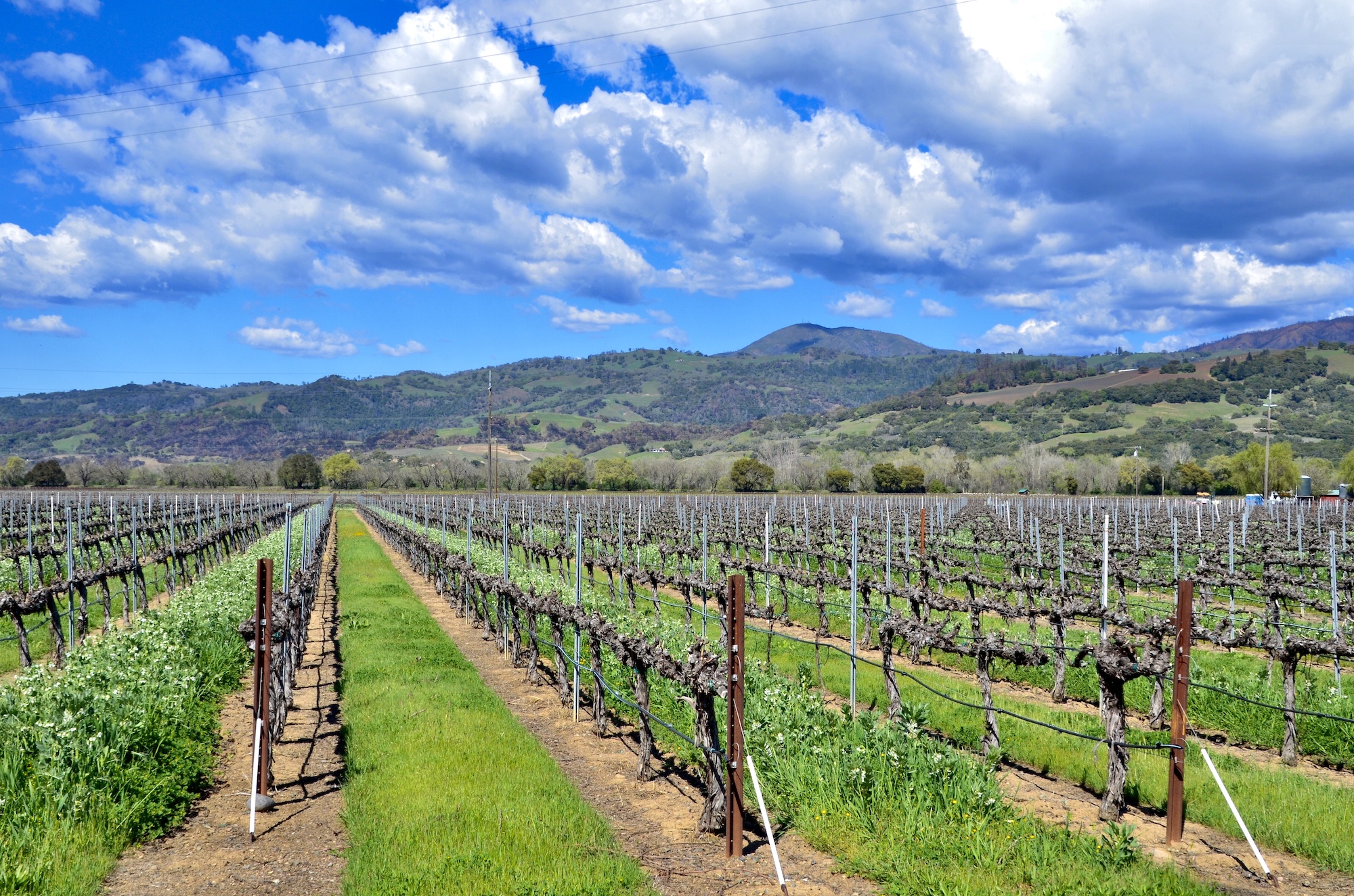 Alexander Valley Trione Vineyards and Winery