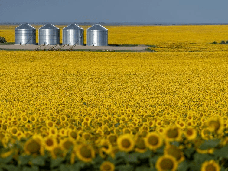 South Dakota Sunflowers A Brilliant Display of Color Trip Across