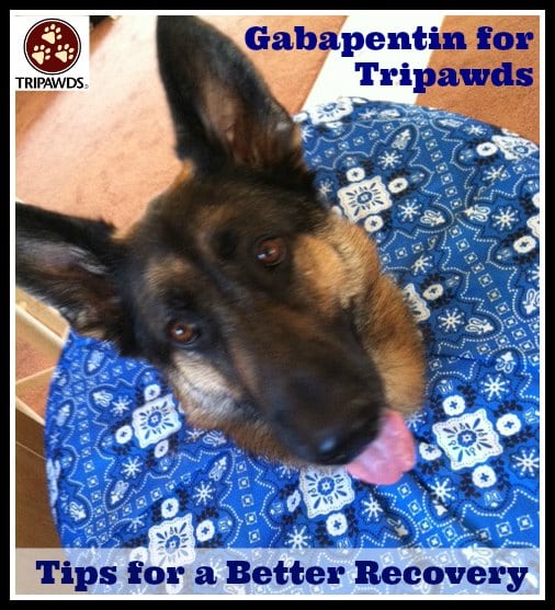 Tripawds » Gabapentin Use, Side Effects and Warnings for Amputee Dogs and Cats