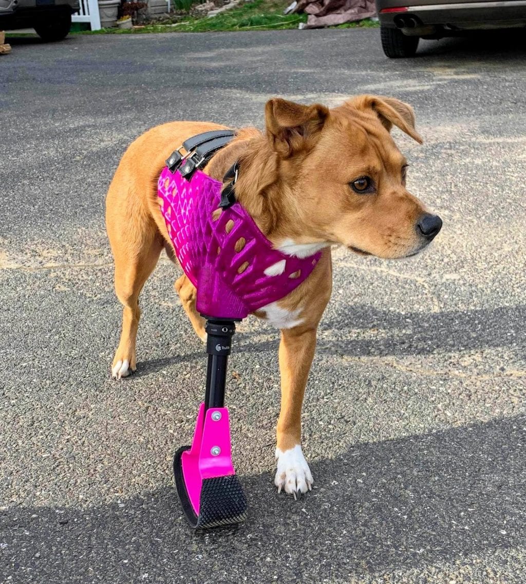 Tripawds' Guide to Pet Prosthetics for Vets and Parents, Part 1 Tripawds