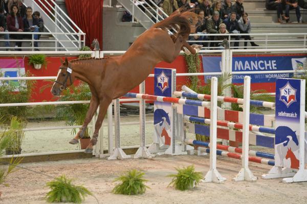Candy de Nantuel TripleV Dekdiensten