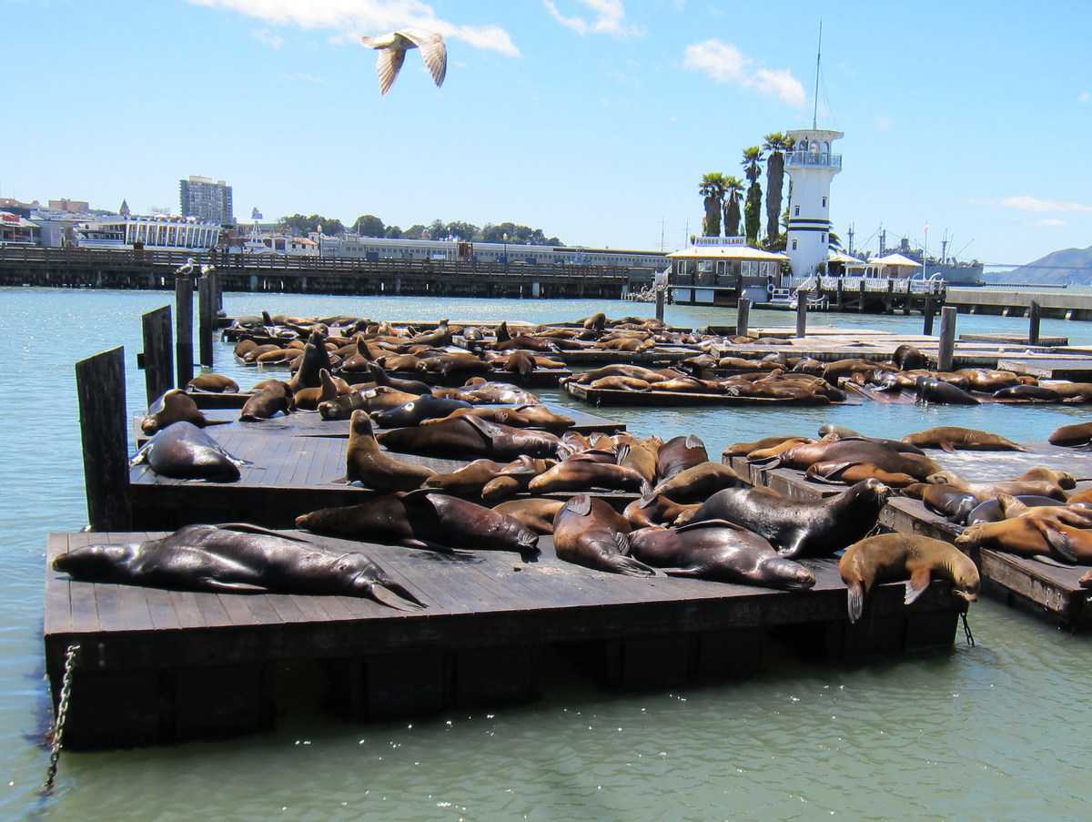 11 Fun San Francisco Attractions That Your Family Will Love Trip Memos