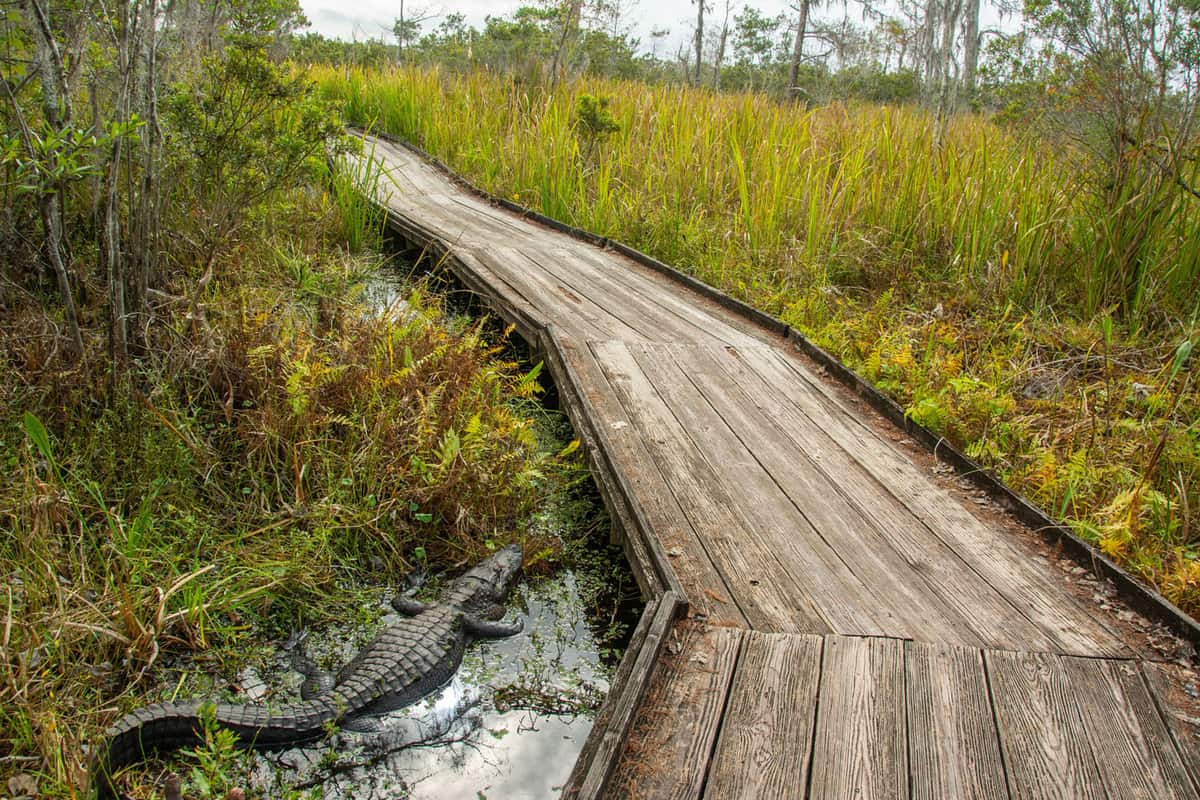 Beyond Disneyworld The Legacy of Gatorland