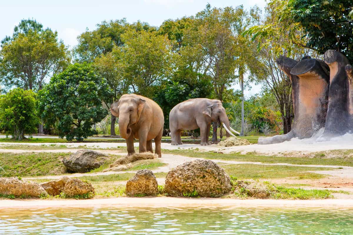 Elephants 9 Places in Florida to Encounter These Gentle Giants