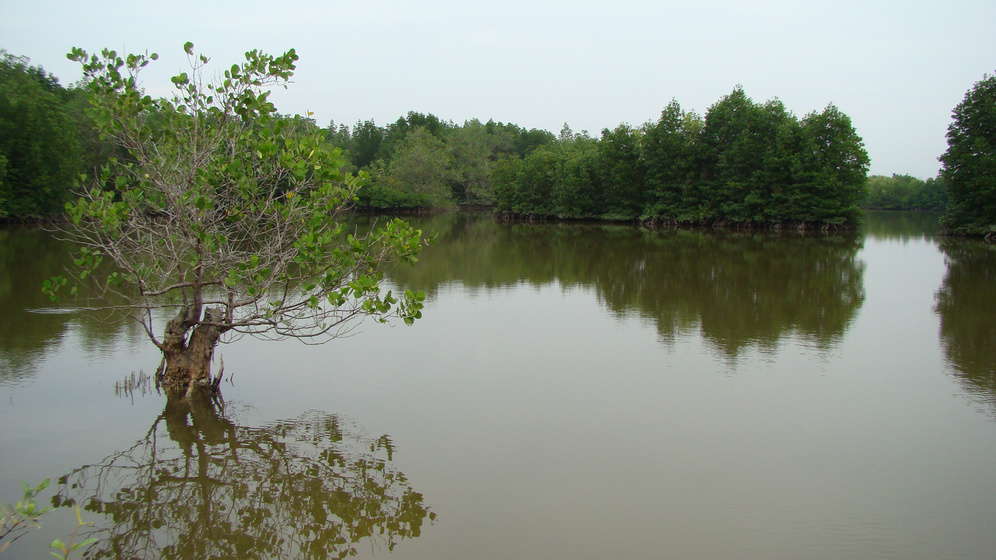 Rừng Ngập Mặt Cần Giờ Khu Dự Trữ Sinh Quyển Cần Giờ TripoliCity