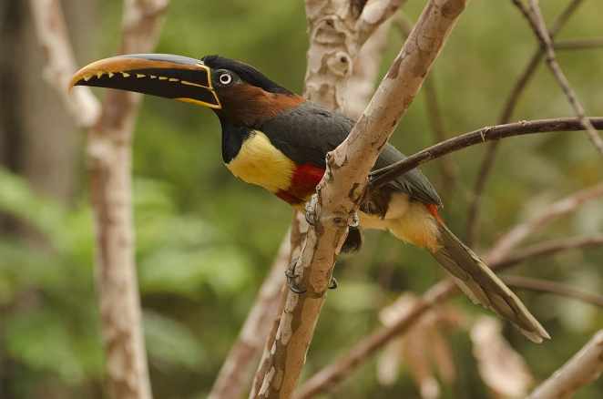 Aracari