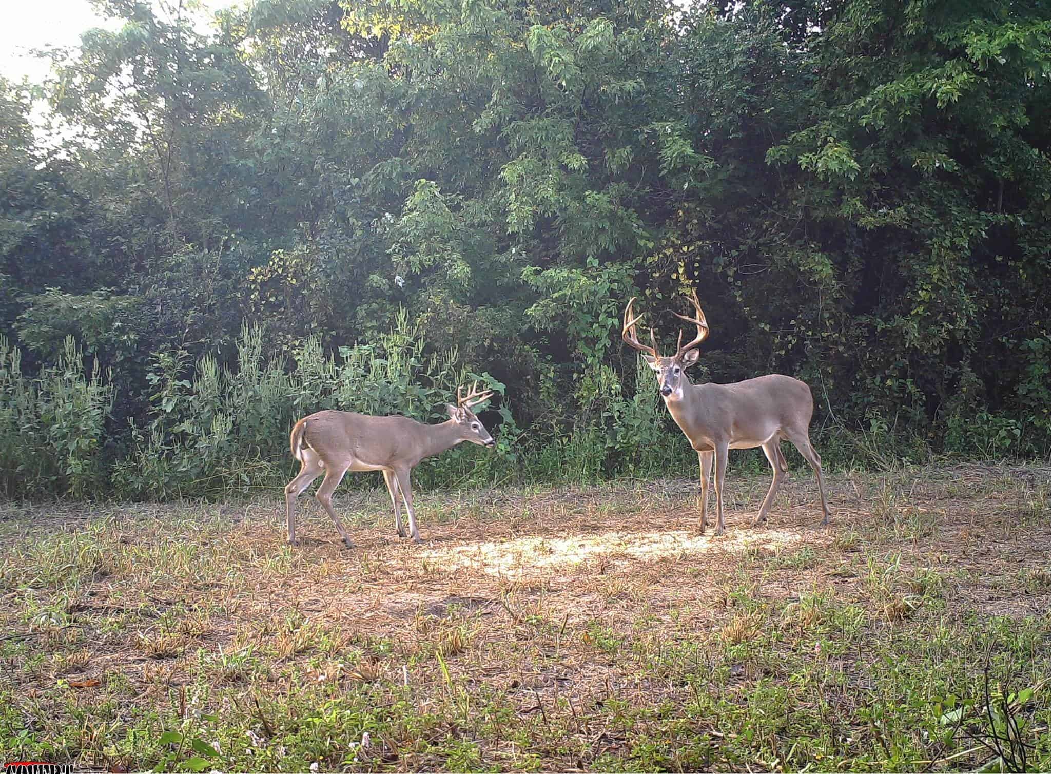 Arkansas Whitetail Hunt AR Trips4Trade
