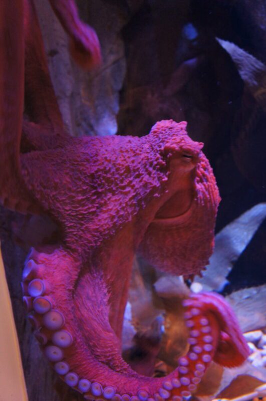 Branson Aquarium Aquarium at the Boardwalk Branson, MO