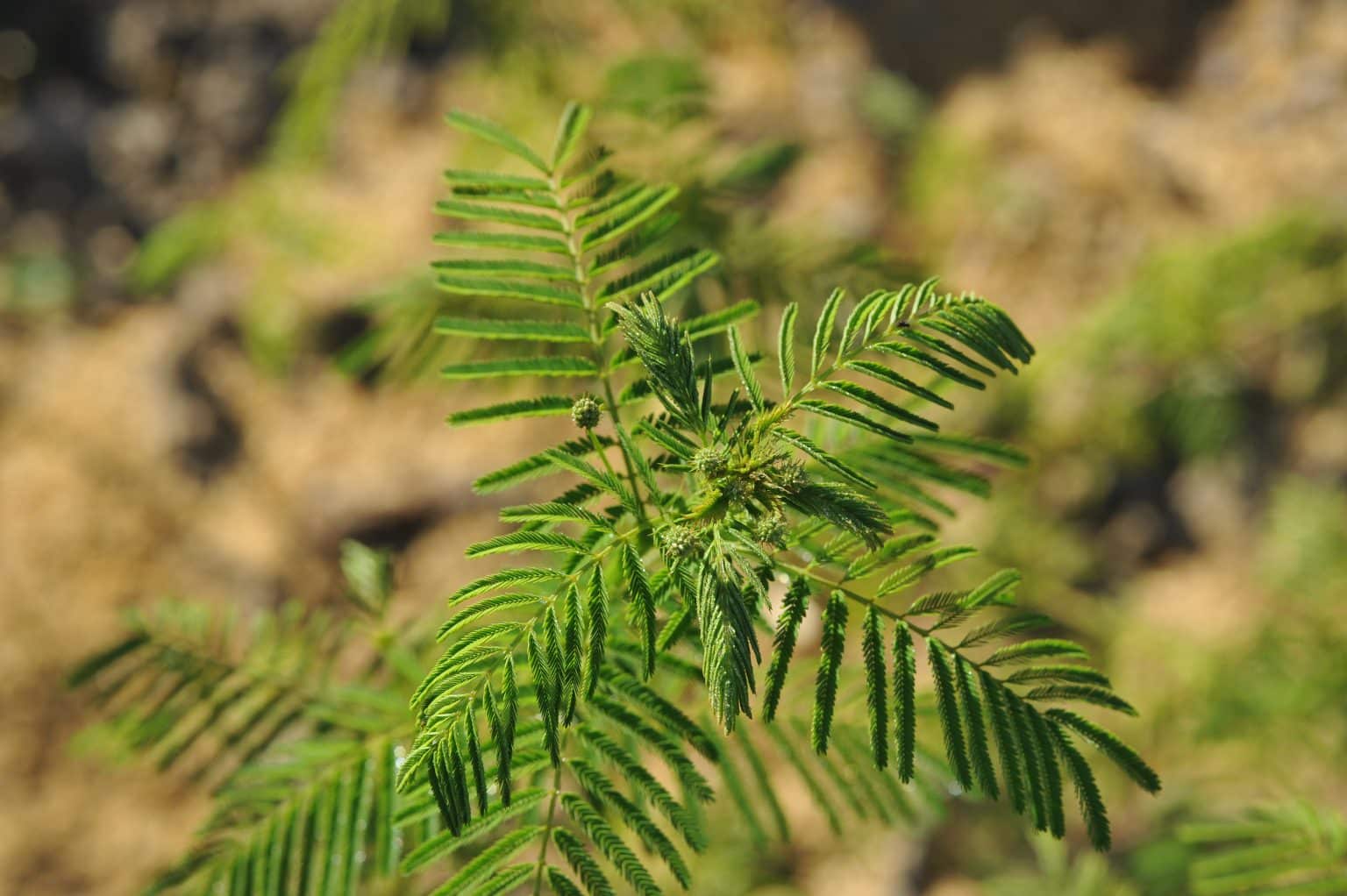 Plants That Contain DMT Tripsitter