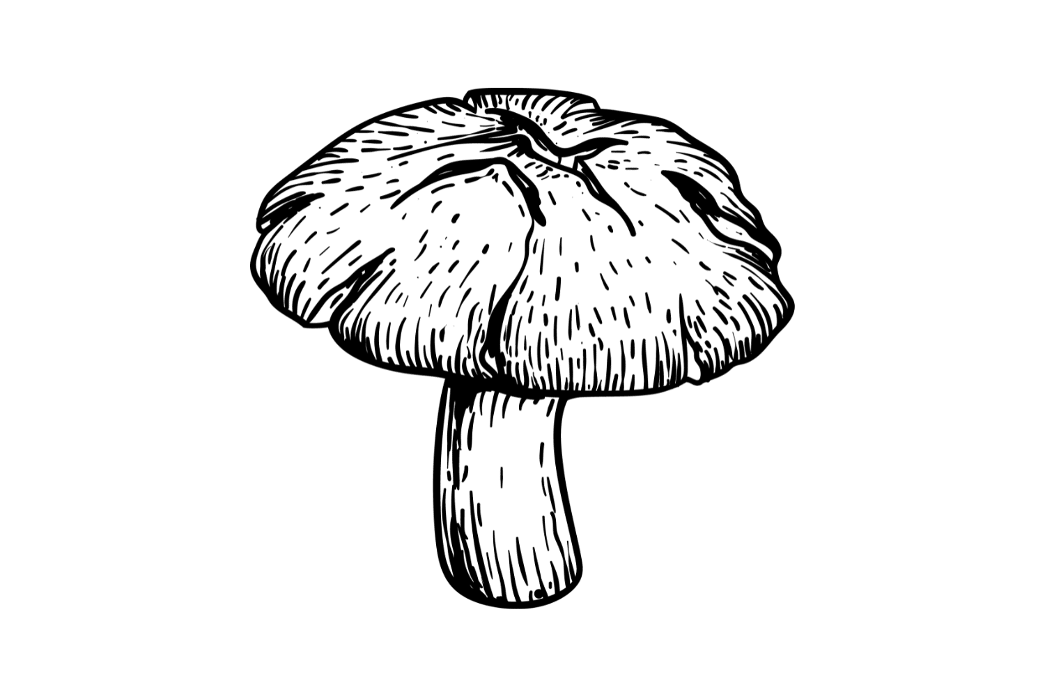 Mushroom Skincare Top 5 Brands & the Science Behind Their Benefits