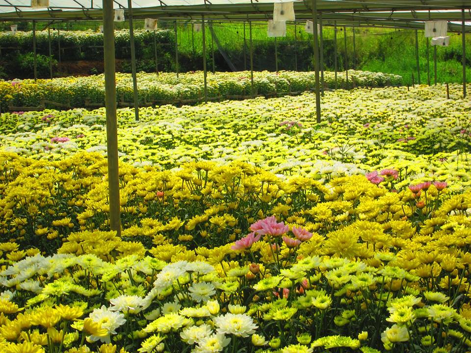 Philippine Flower Farms 3 Places to Go to for Beautiful Blooms