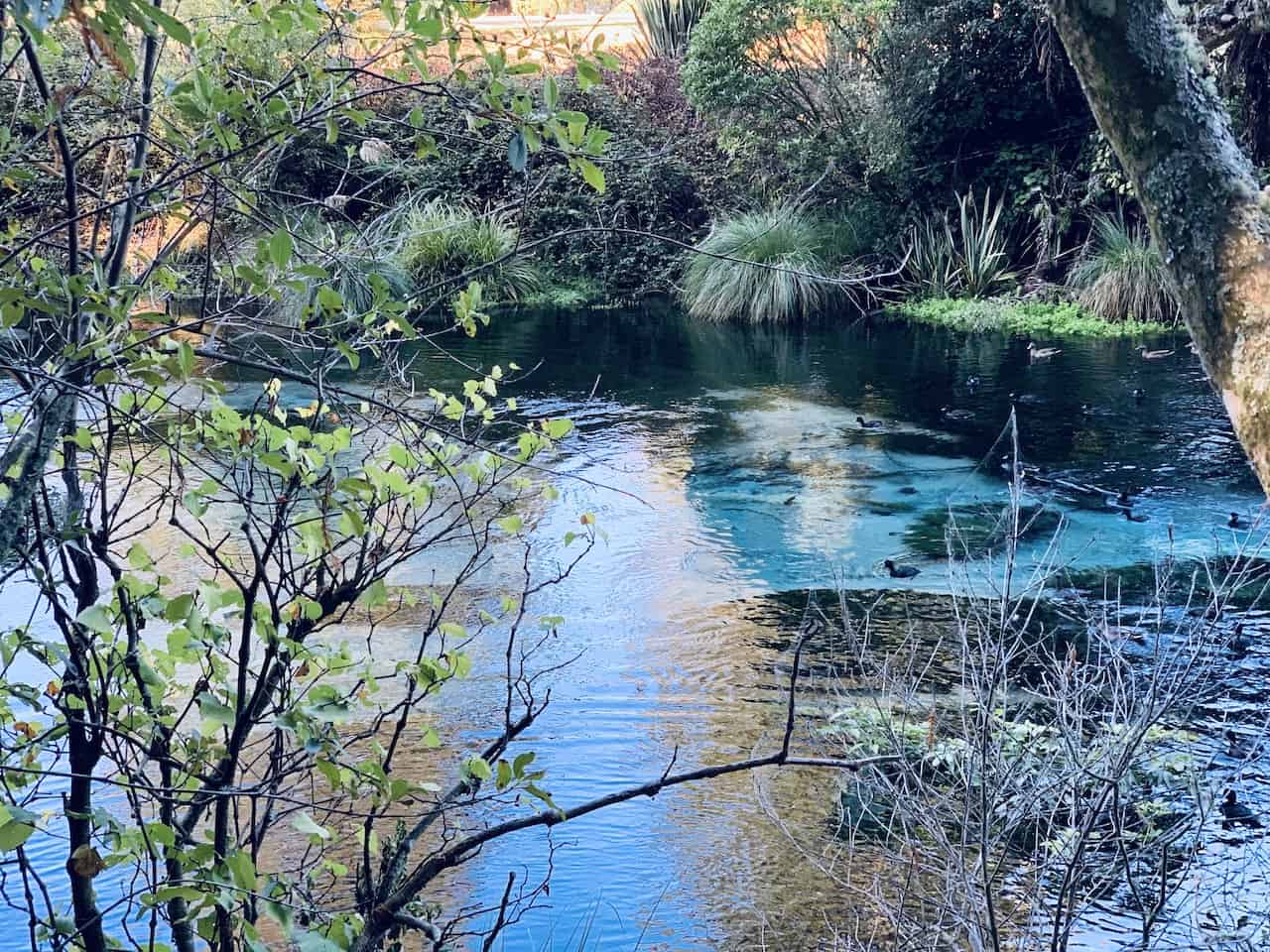 A Complete Guide to the Hamurana Springs Walk of Roturua
