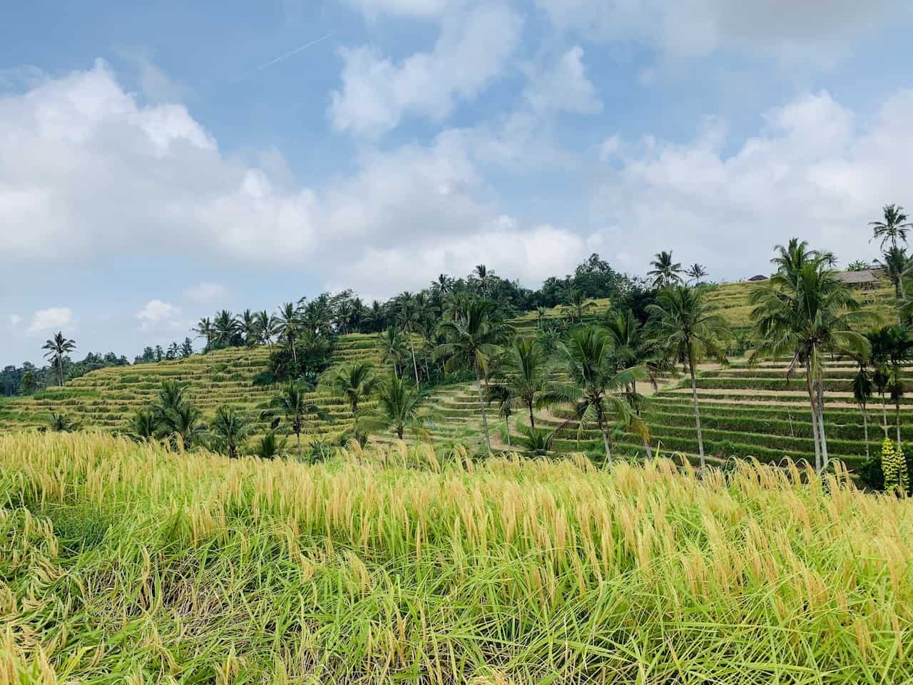 A Guide to the Jatiluwih Rice Terraces Trekking, Map, Views & More!