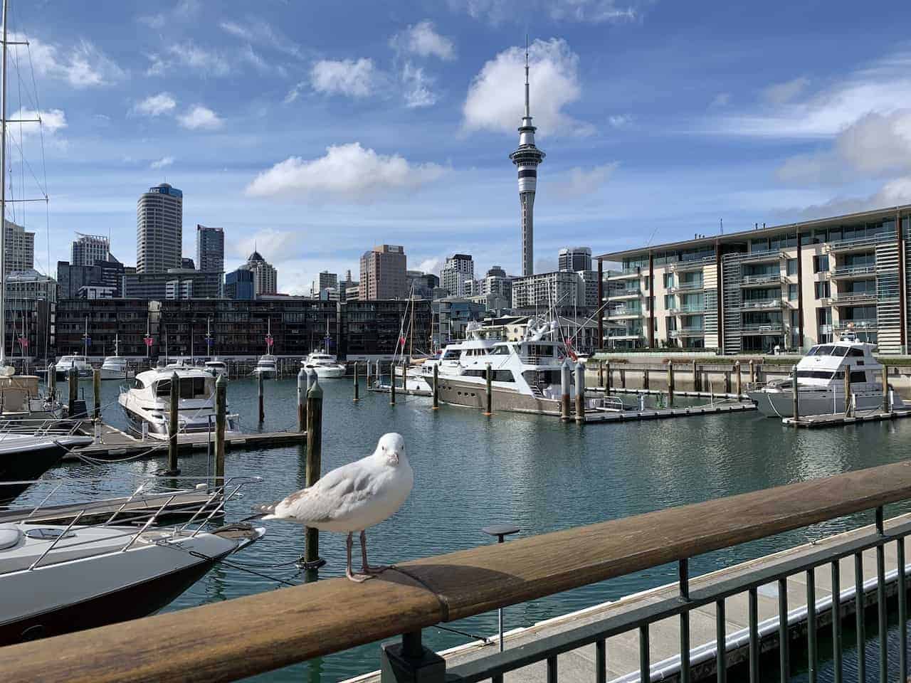 The Only 1 Day in Auckland Itinerary You Need Guide & Tips! TripTins