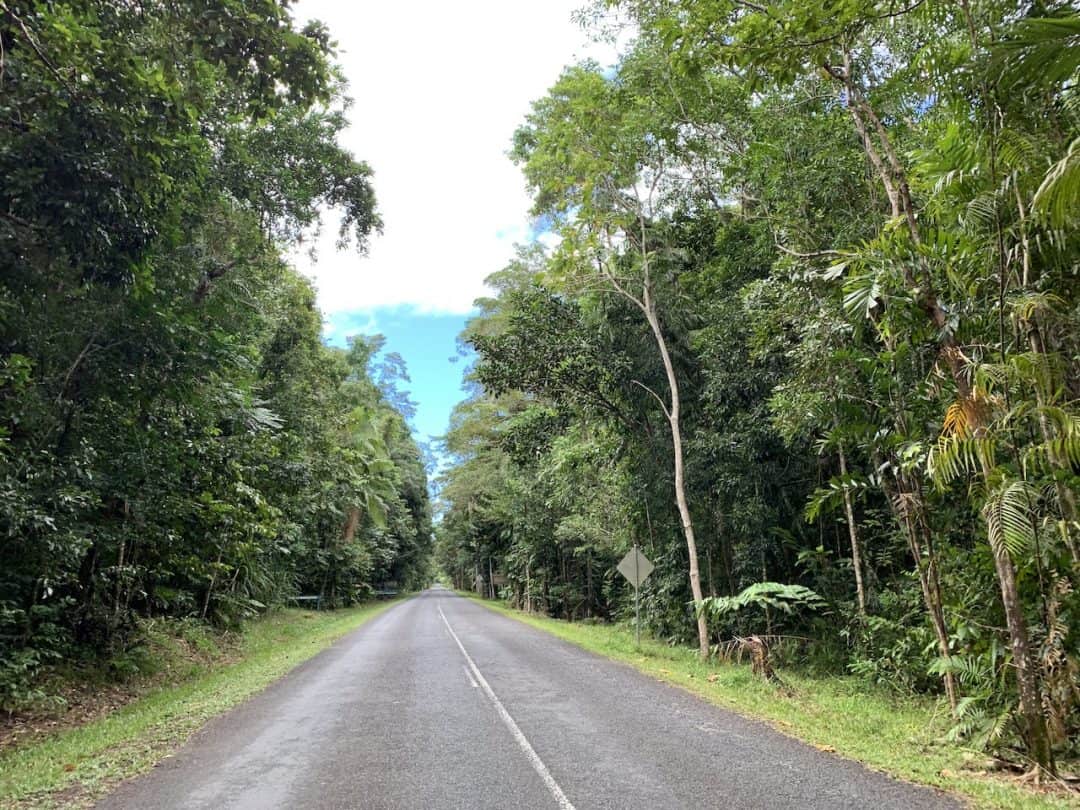 Daintree Rainforest Best Things To Do (& Daintree Itinerary)