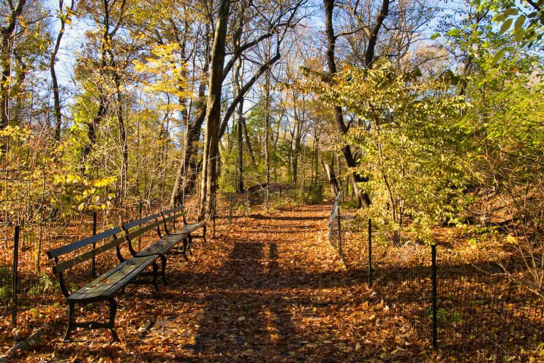 The Ramble of Central Park COMPLETE GUIDE Trails, Map &amp; More!