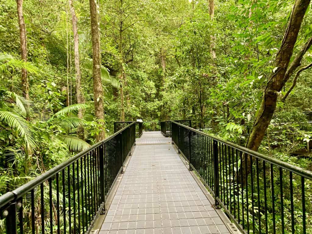 Top 10 Daintree Rainforest Walks, Hikes, Boardwalks & Trails TripTins