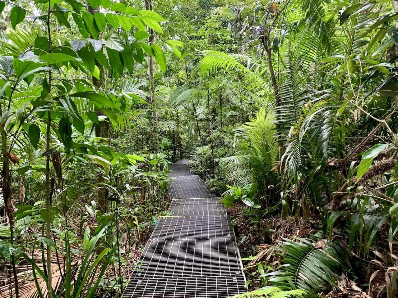 Top 10 Daintree Rainforest Walks, Hikes, Boardwalks & Trails TripTins