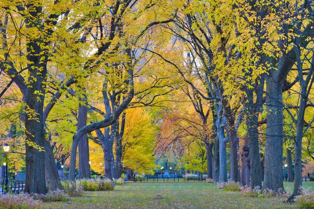 Central Park Fall Foliage Dates 2023 Central Park Fall Foliage Guide | Best Locations & Foliage Map | Triptins