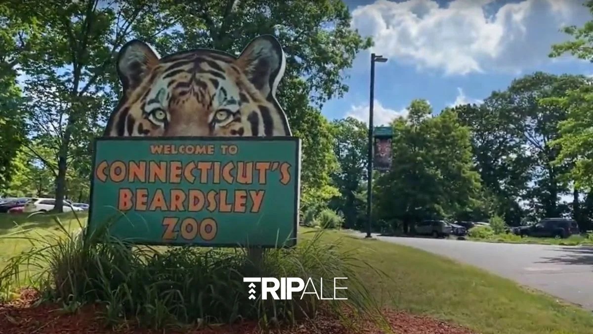 Discover the Wonders of Wildlife on Your Next Trip