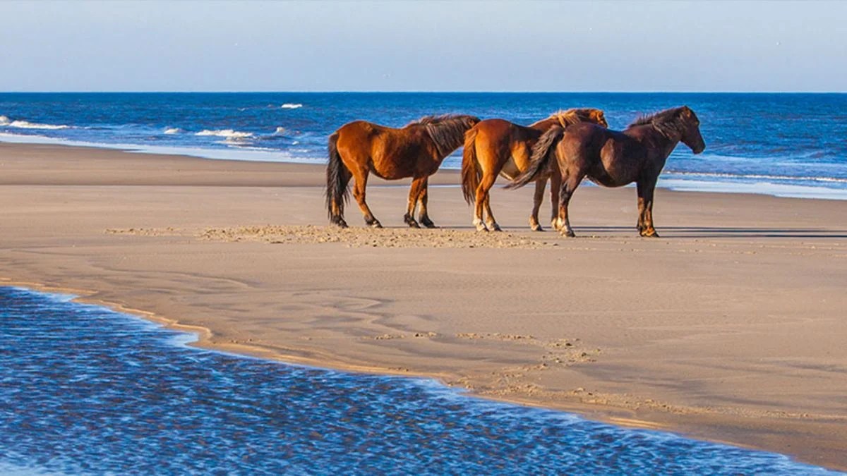 19 Most Fun Things To Do In Corolla, NC