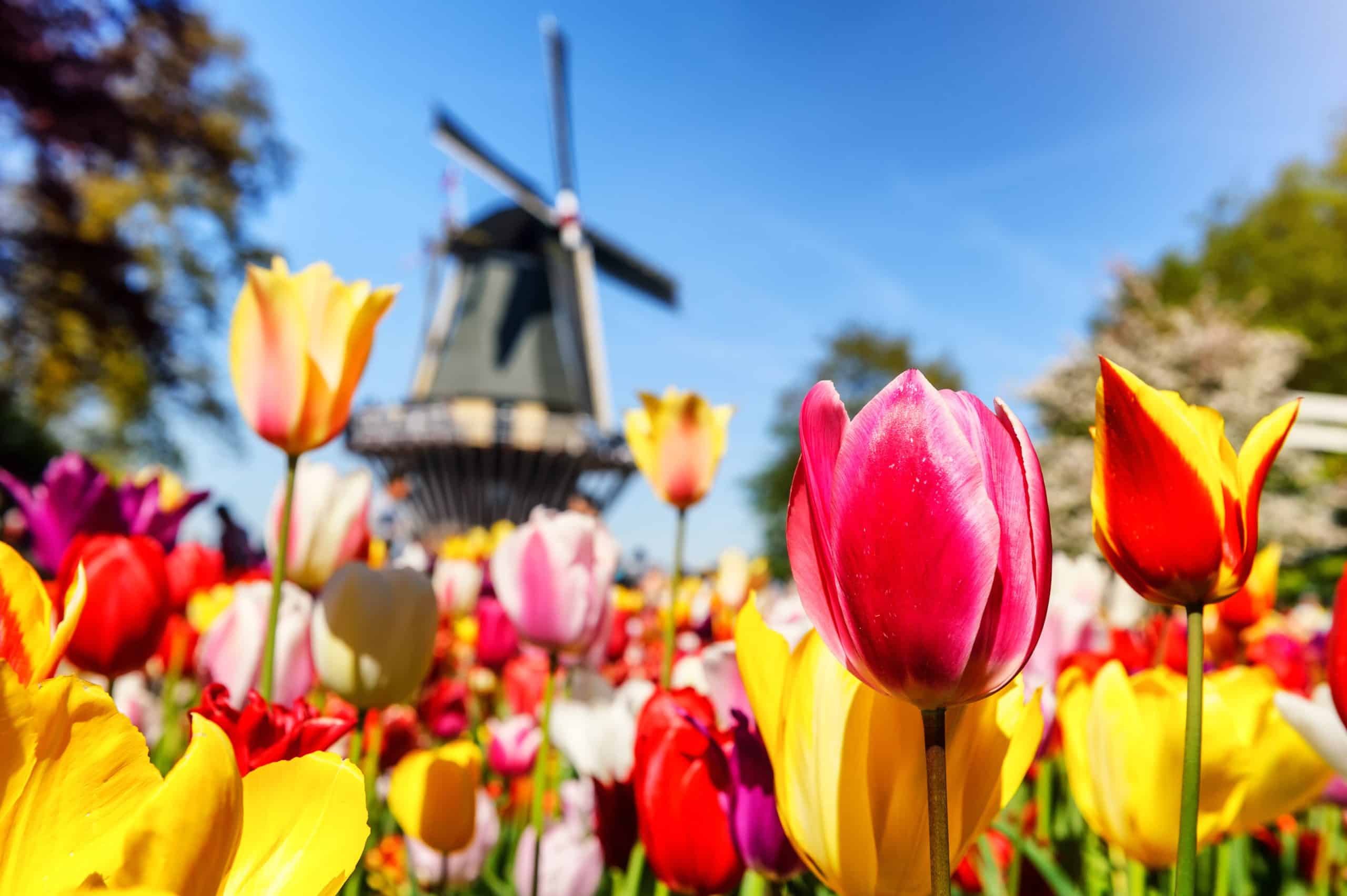 Go Flower Spotting at These 5 Amazing Spring Fields of Europe The
