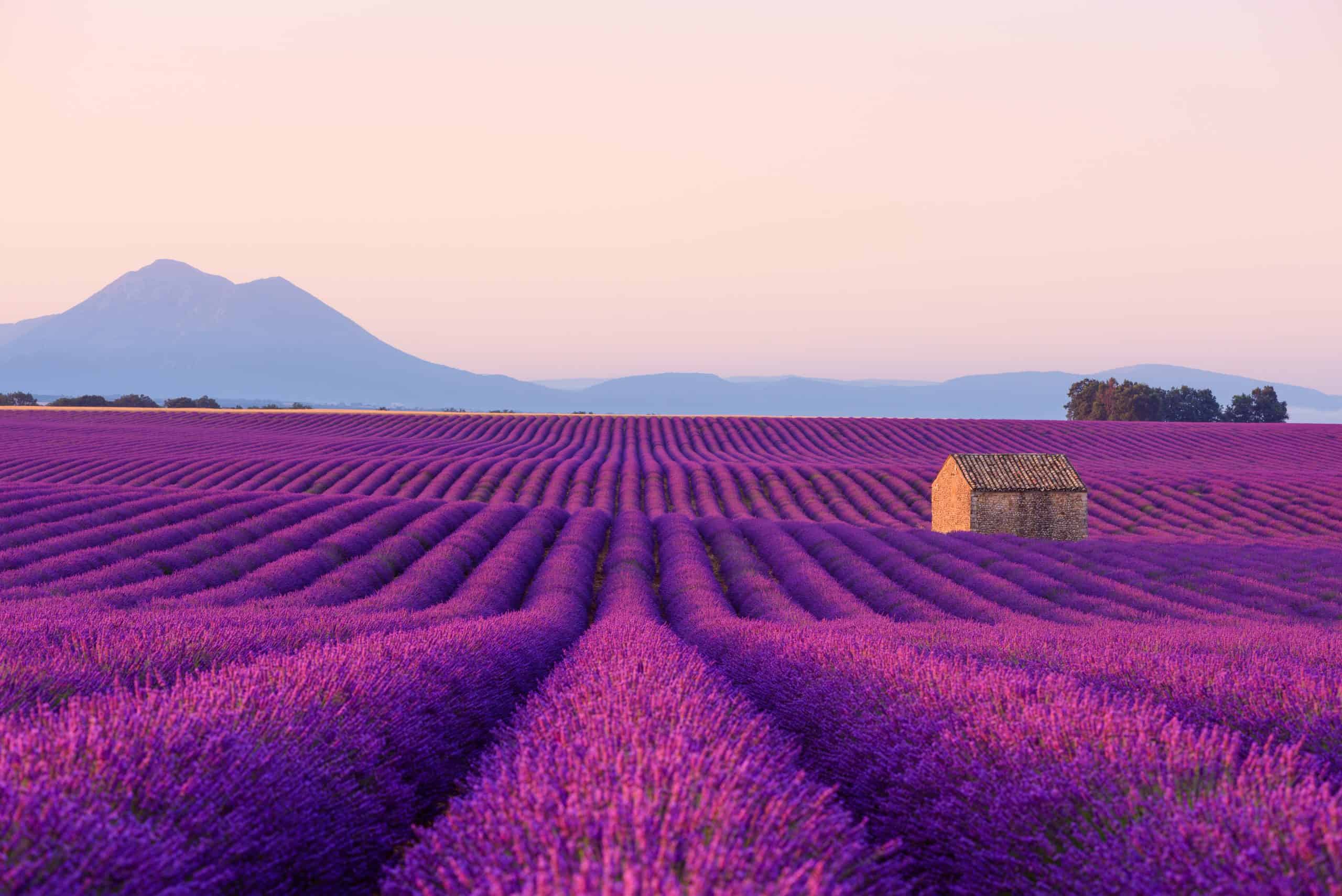 Go Flower Spotting at These 5 Amazing Flower Fields in Europe The Trip Wish List