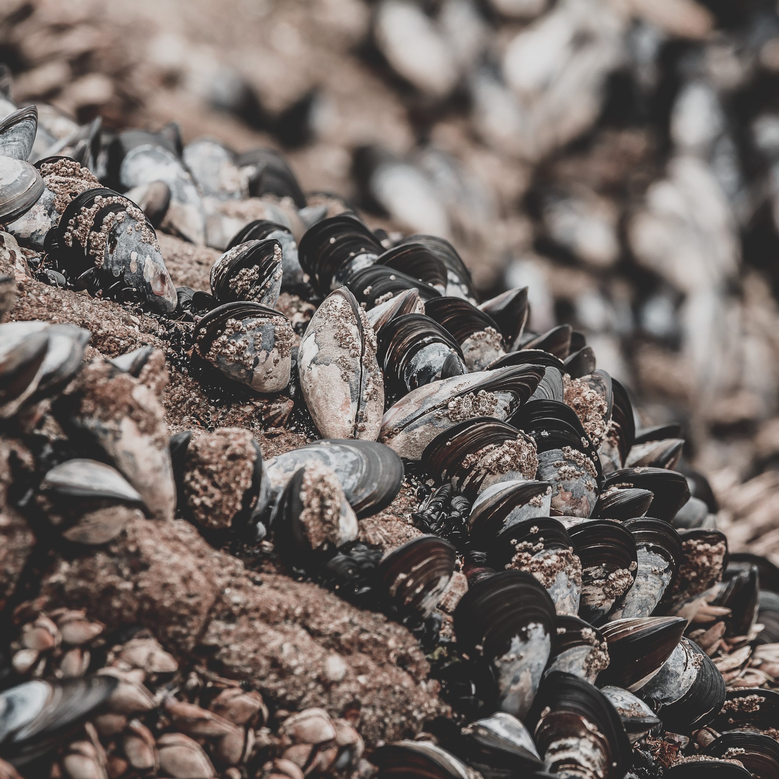 70 of freshwater mussels are threatened or endangered in the US but MD