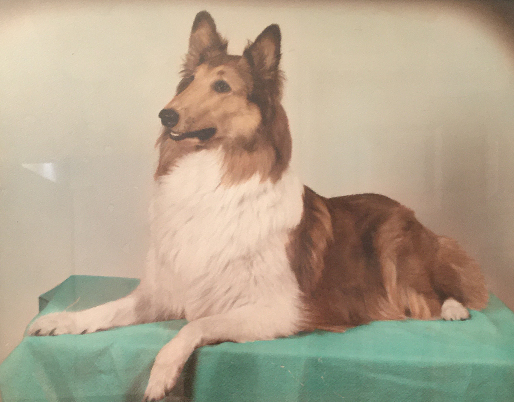 Home - Tri State Collie Rescue