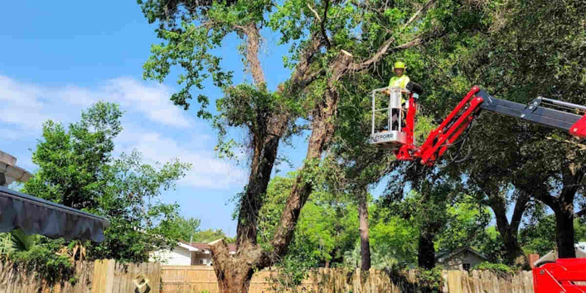 Does Topping a Tree Kill It in Mobile, AL?