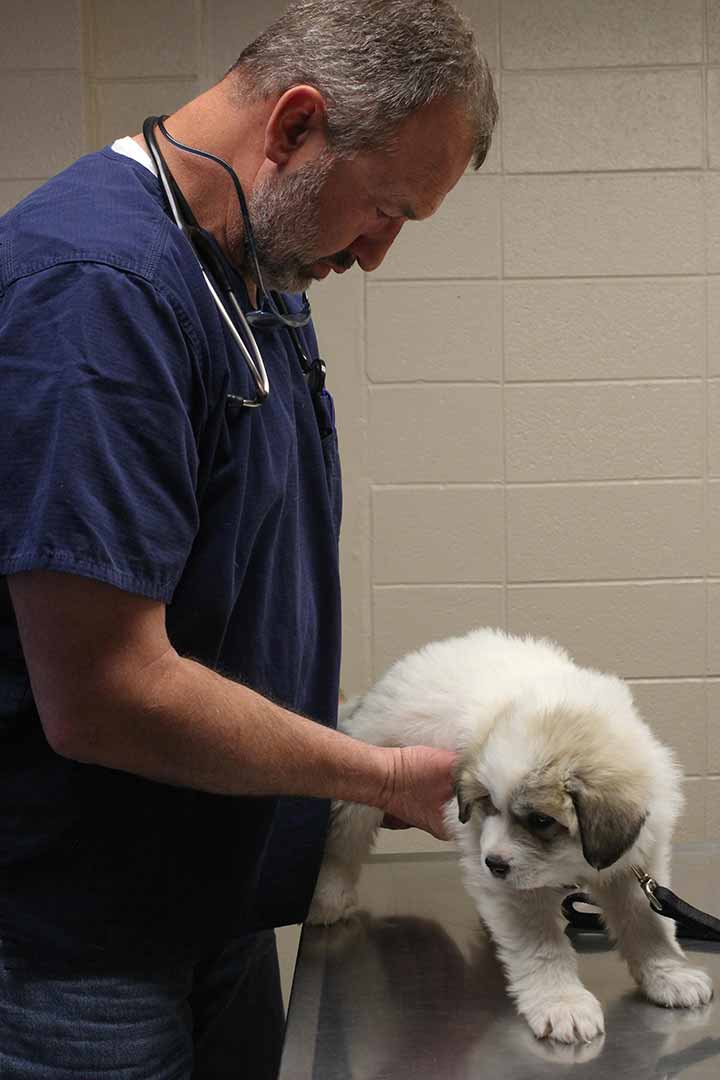 Animal Hospital in Cheyenne, WY TriState Veterinary Clinic