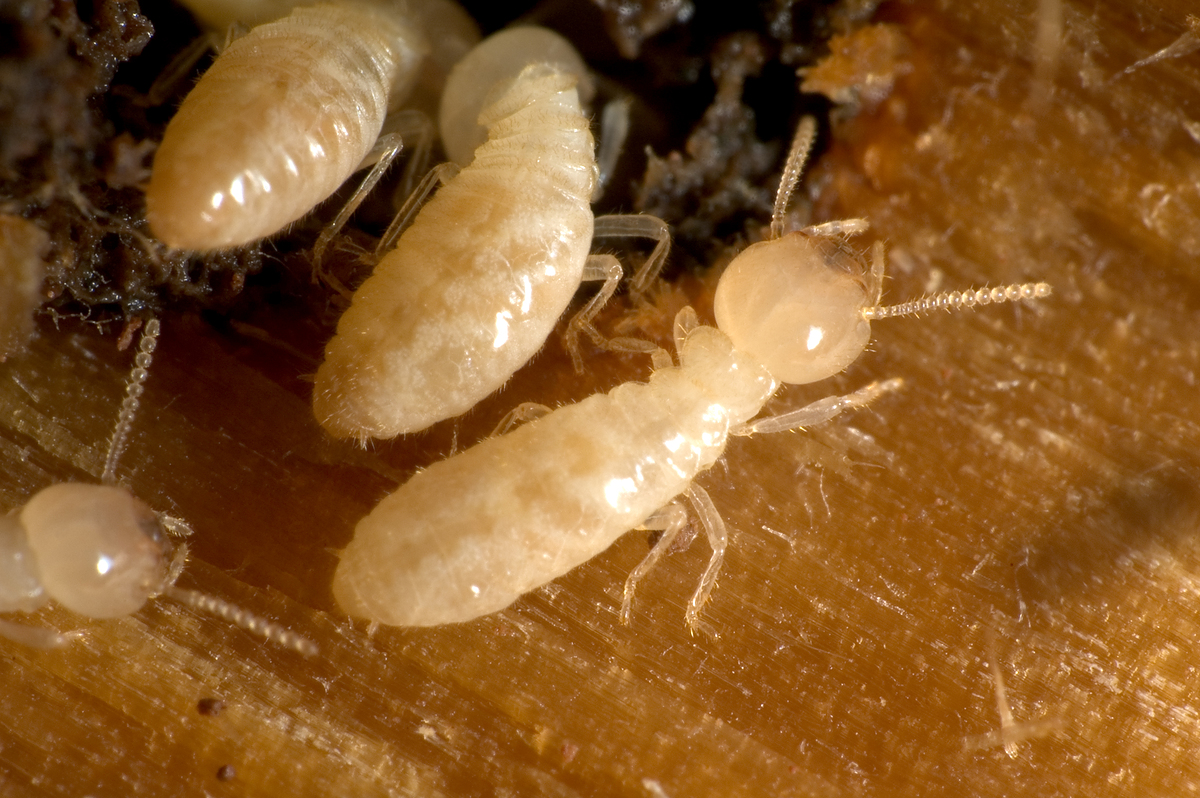 Protecting Your Home From Termites Mississippi Magnolia RE/MAX Partners