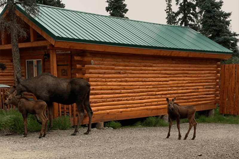 Healy Cabin Rentals Denali TriValley Cabins
