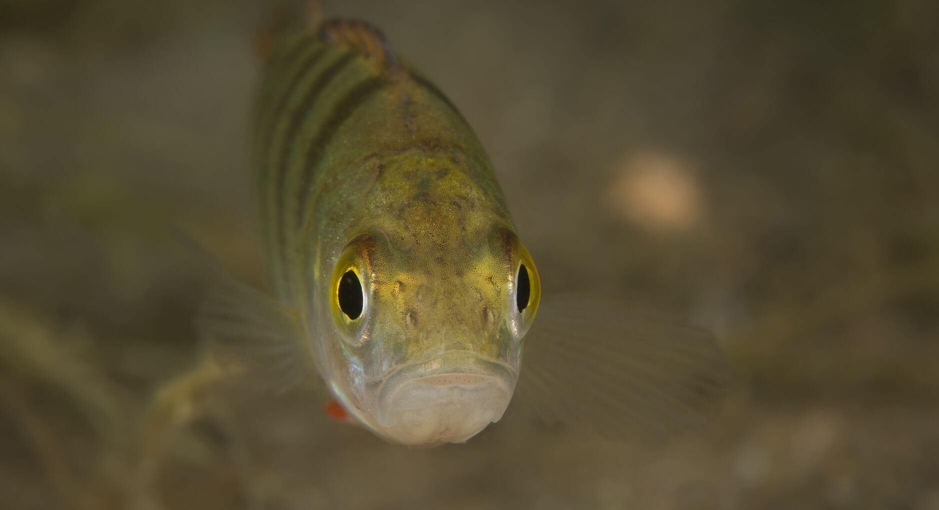 How Long Does Perch Live