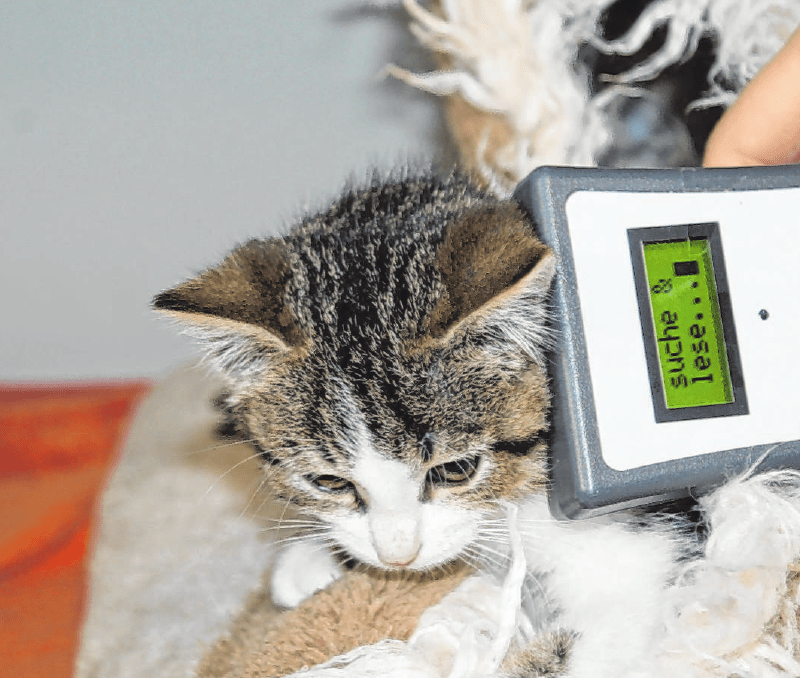 Haustier Augsburg Verantwortungsbewusster Umgang mit Katzen im Winter