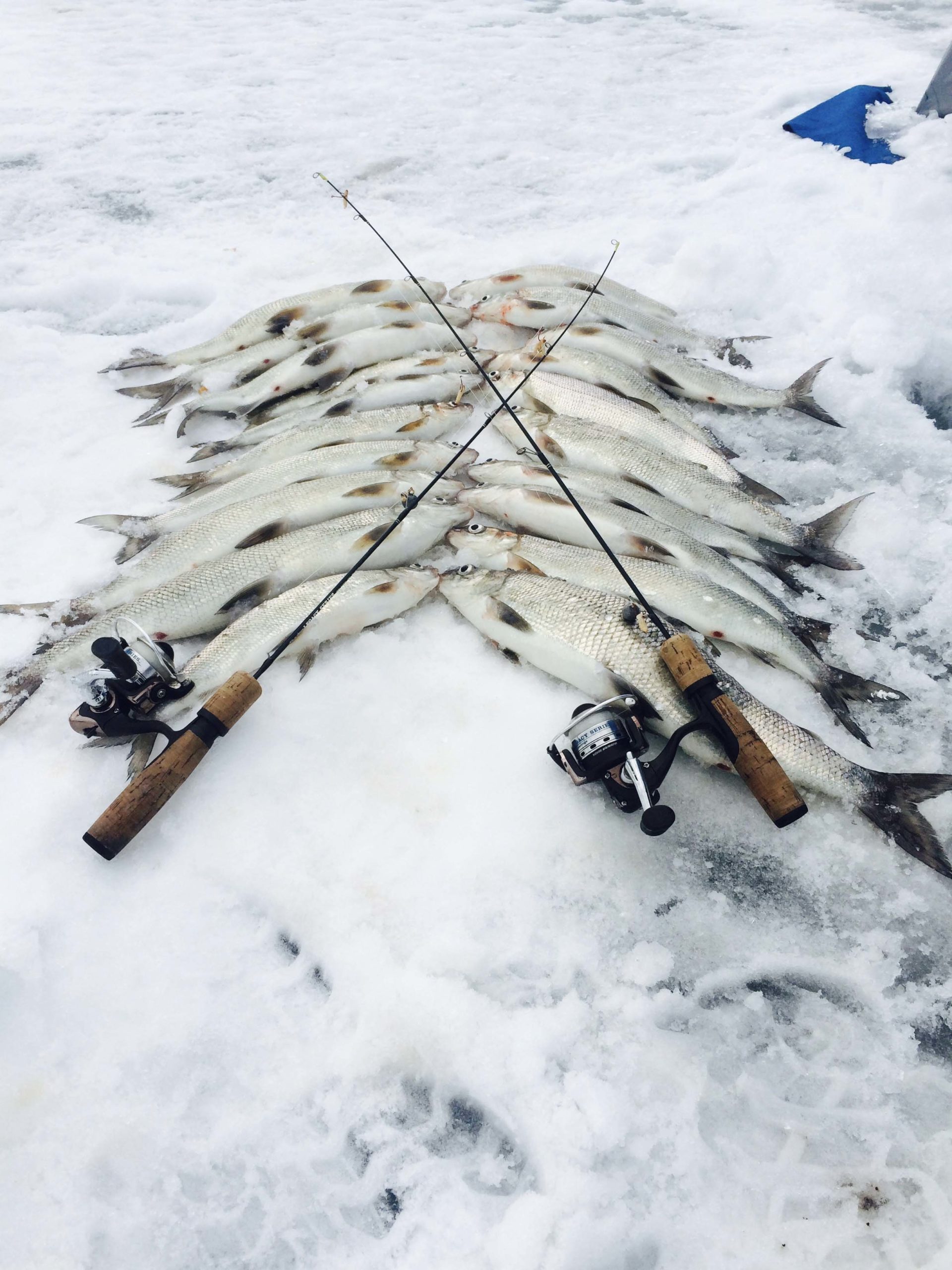 How to Fish For Whitefish Trophy Ice Fishing
