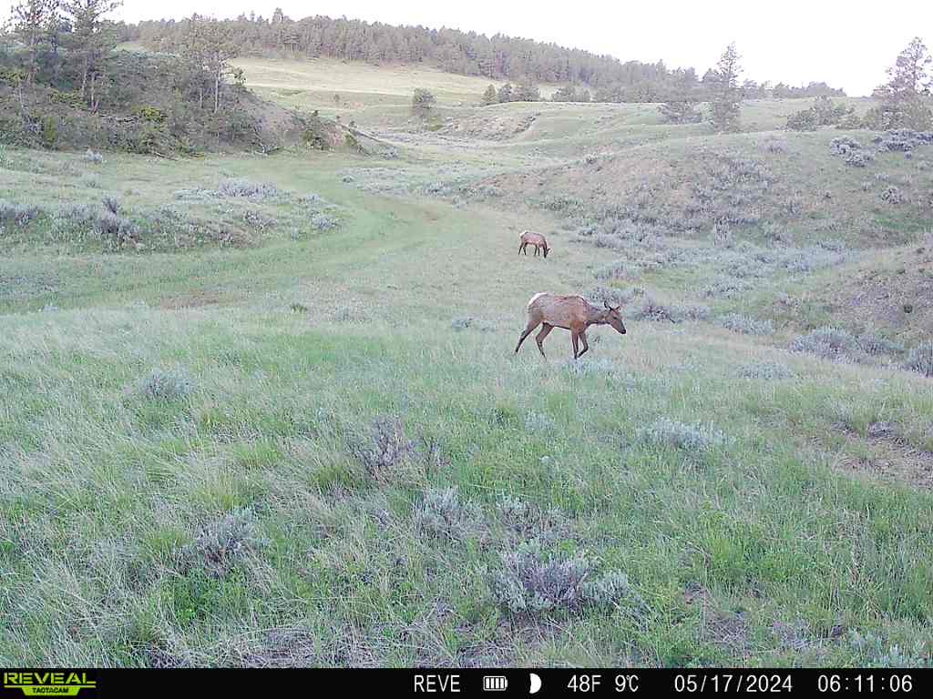 Elk Paradise Trophy Ranches