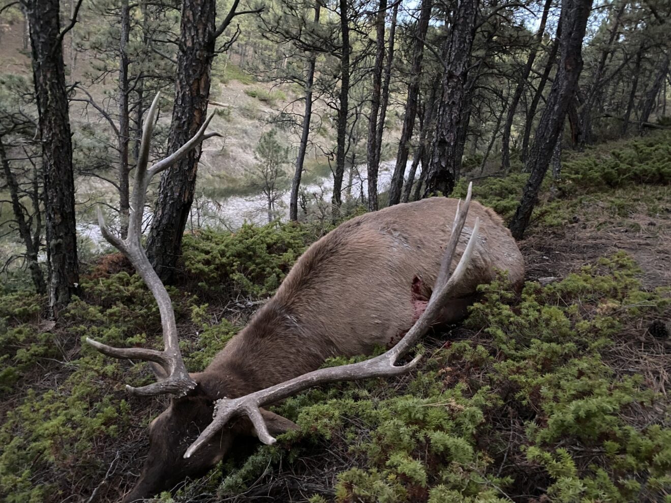 Elk Paradise Trophy Ranches