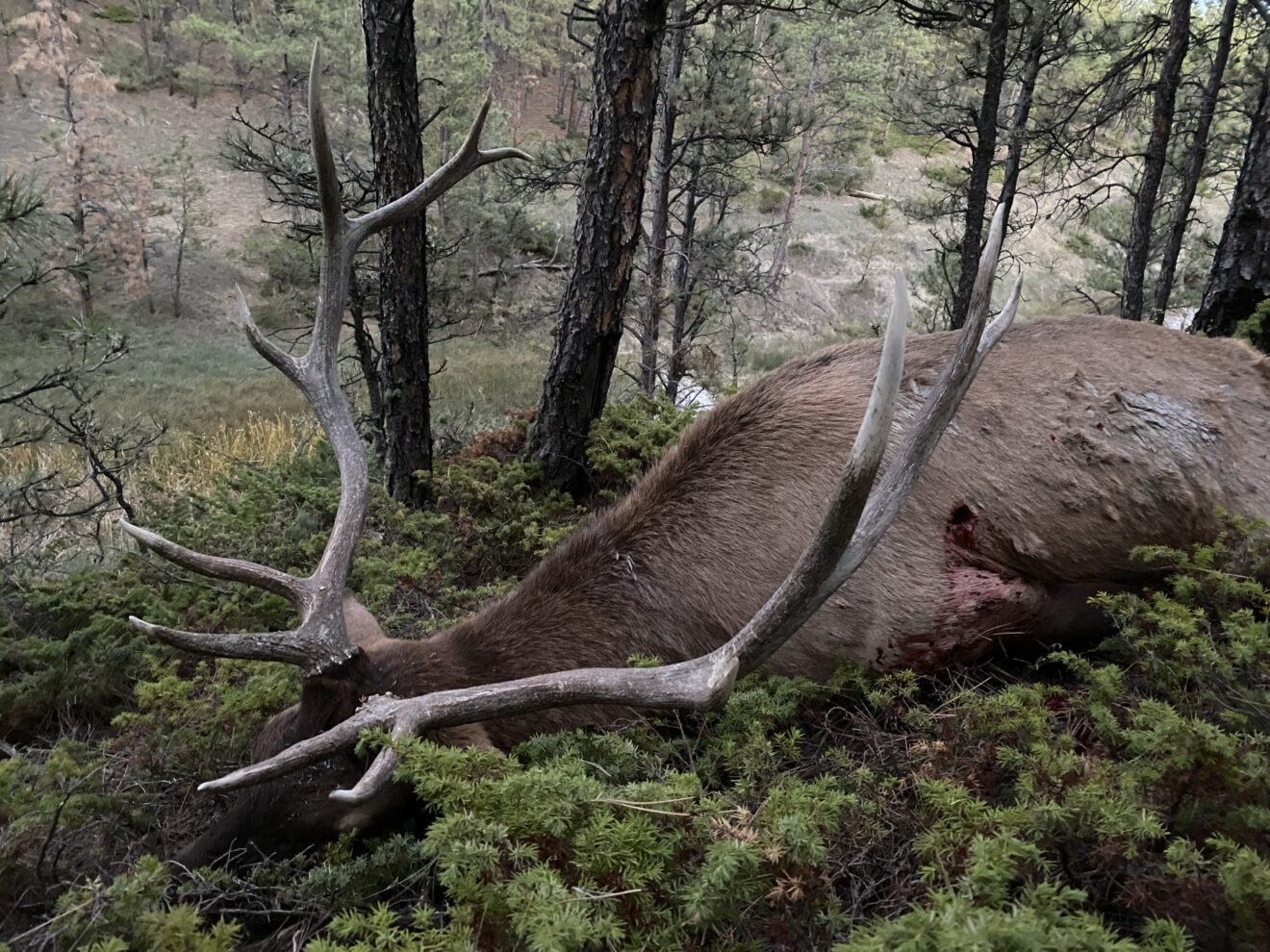 Elk Paradise Trophy Ranches