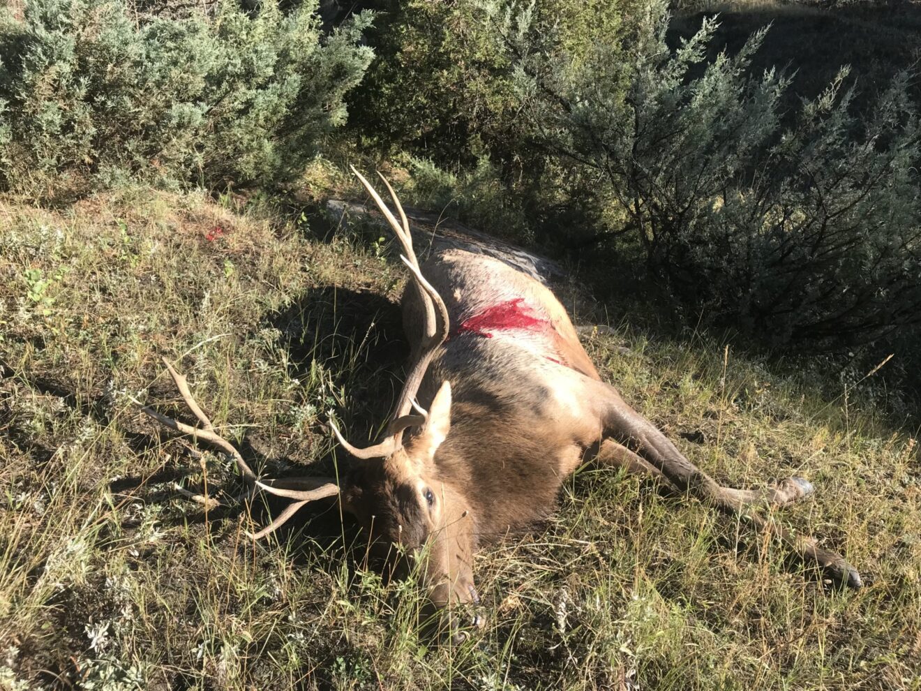 Elk Paradise Trophy Ranches