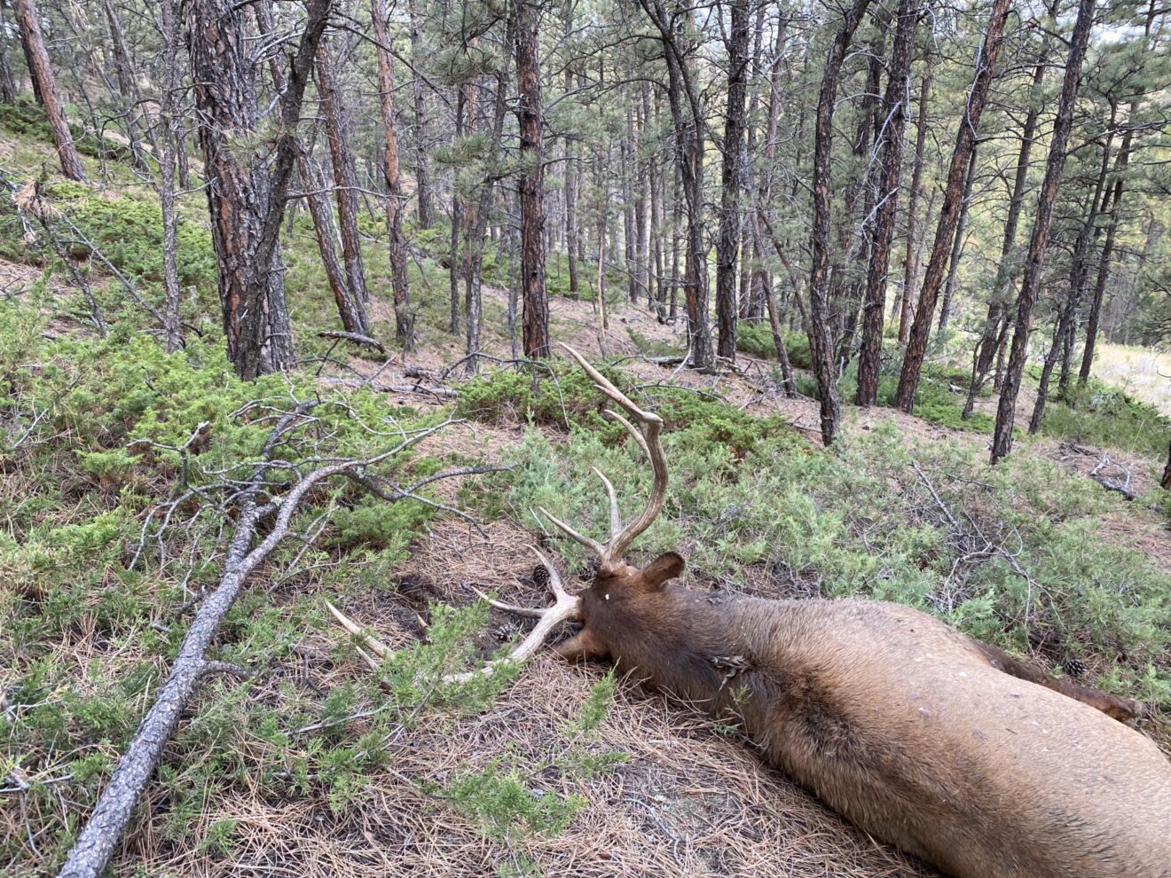 Elk Paradise Trophy Ranches