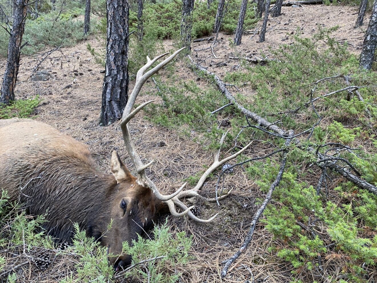 Elk Paradise Trophy Ranches